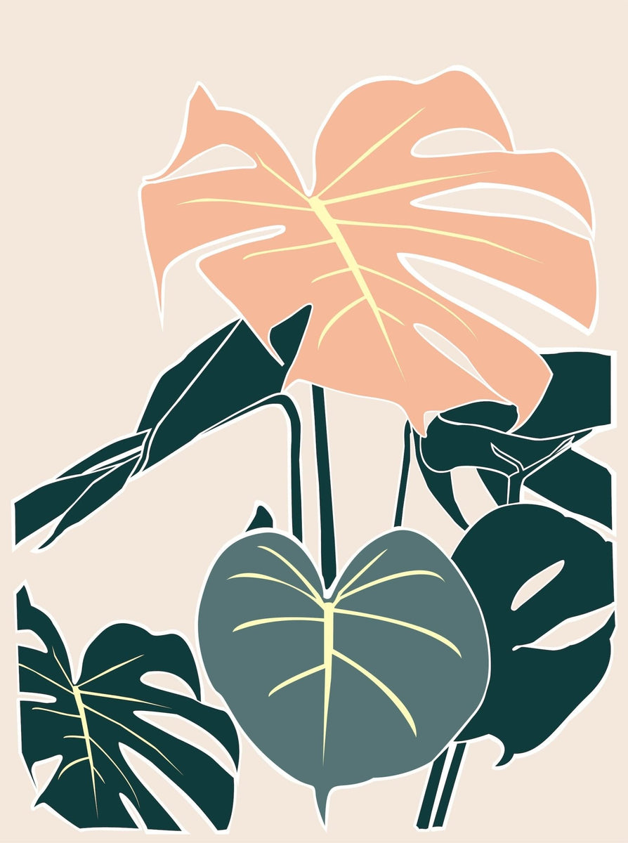 The Complete Monstera Plant Care Guide 🌱