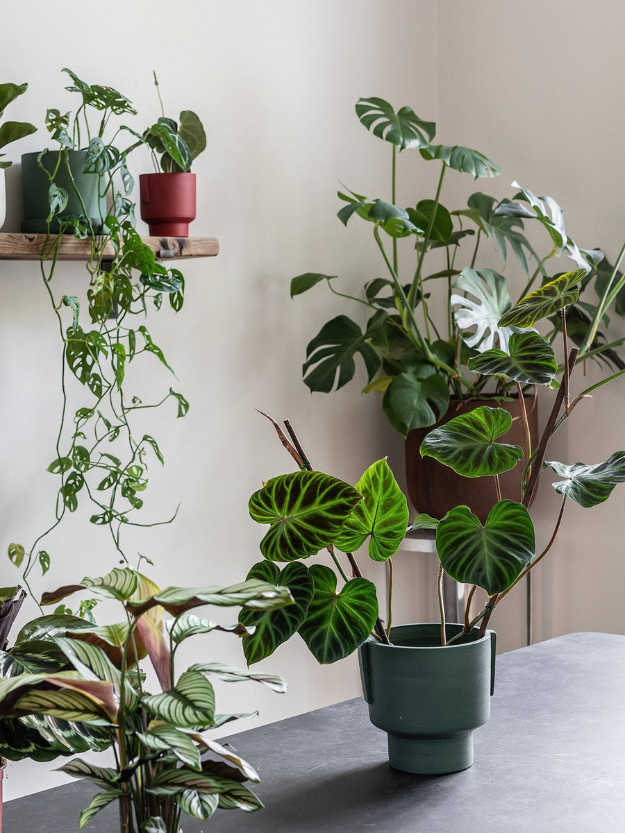 Trio: a biophilic plant pot design - DesignWanted : DesignWanted