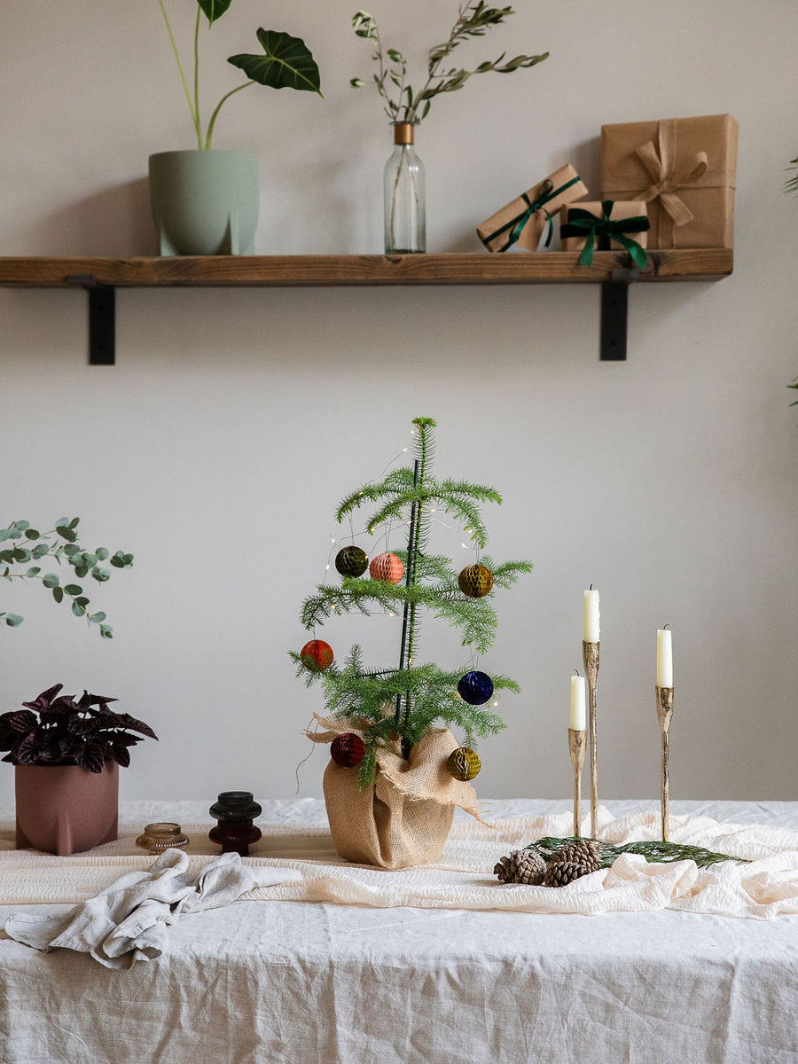 Norfolk Island Pine | Christmas Tree Delivery | Araucaria Hetrophylla ...