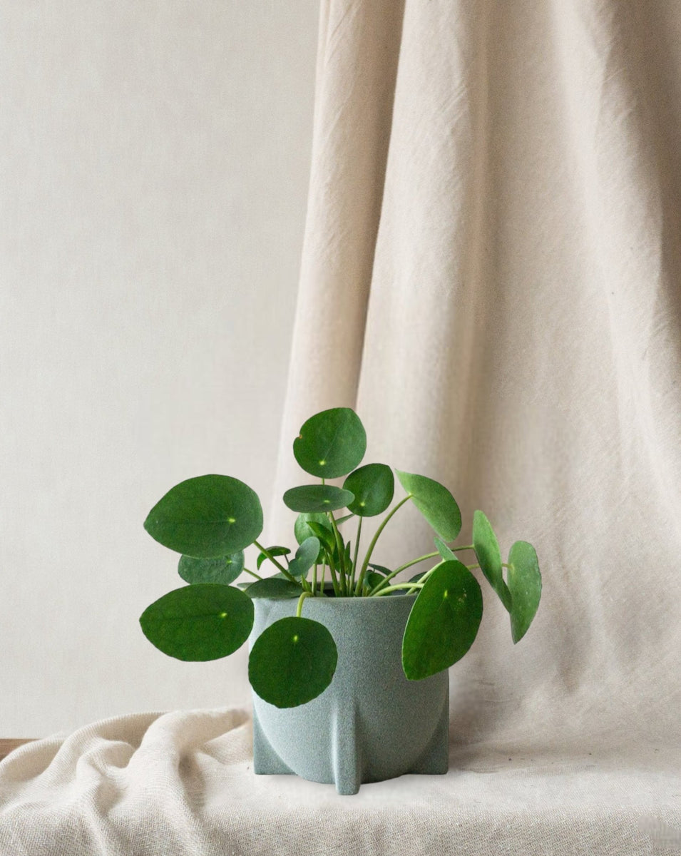 Money plant outlet pot