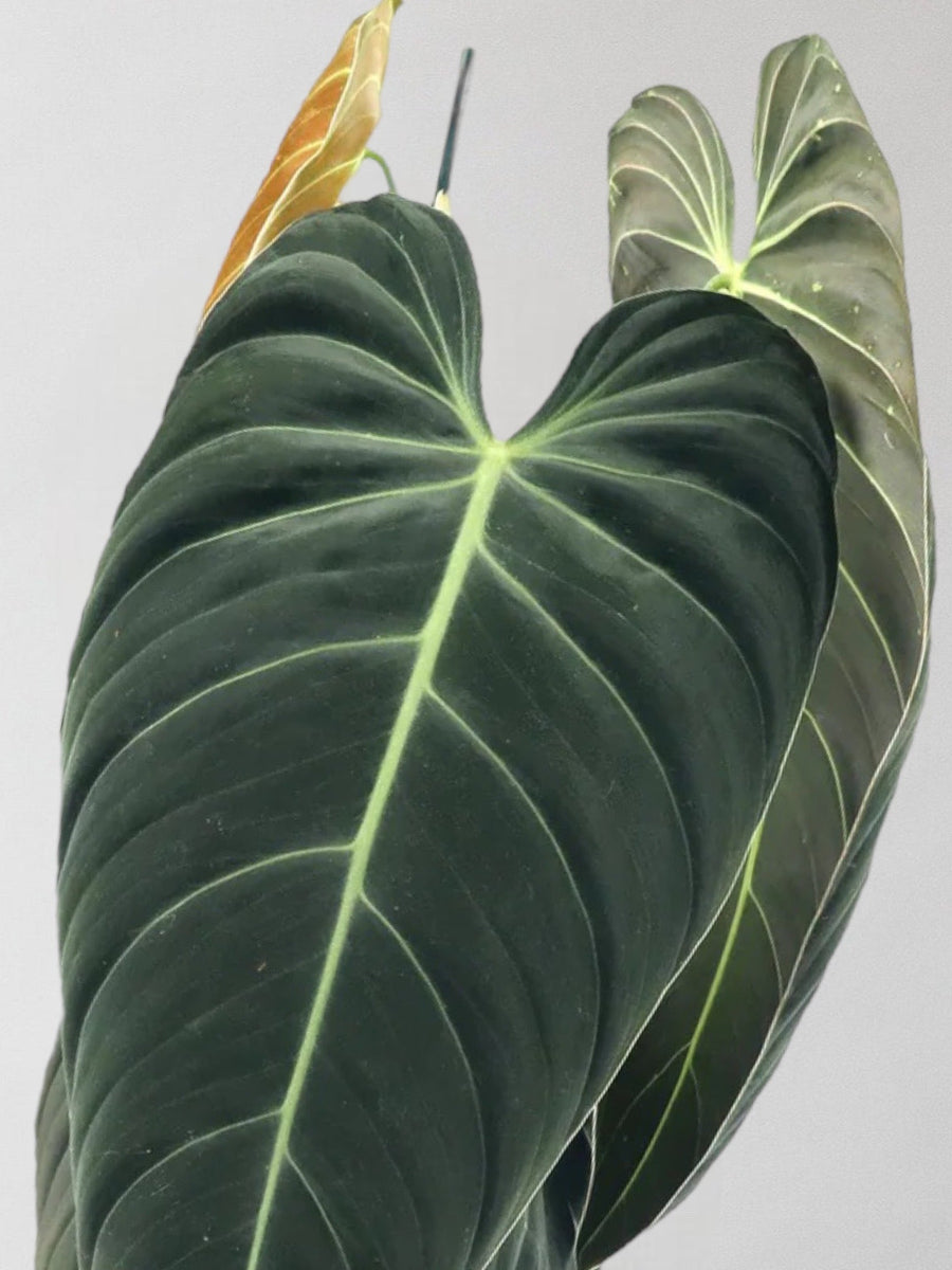 Store Philodendron Melanochrysum