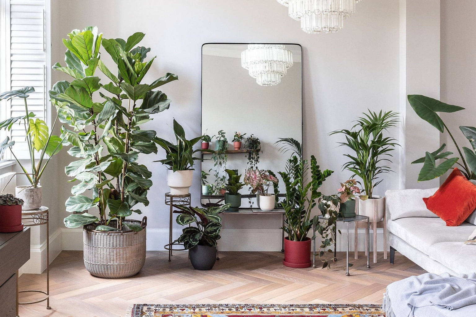 Best Indoor Plants For Home: Create Calm And Pleasant Surroundings With  Nature