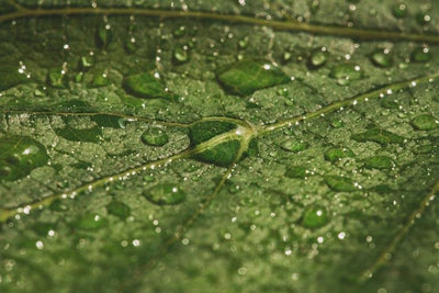 5 watering tips for happy, healthy plants