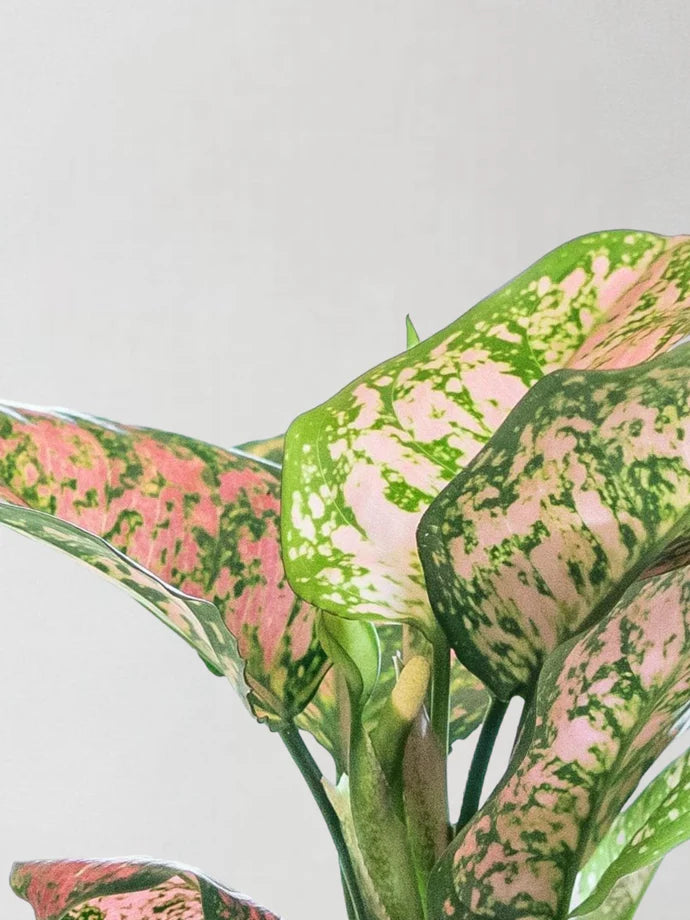 Aglaonema Spotted Star Care Guide