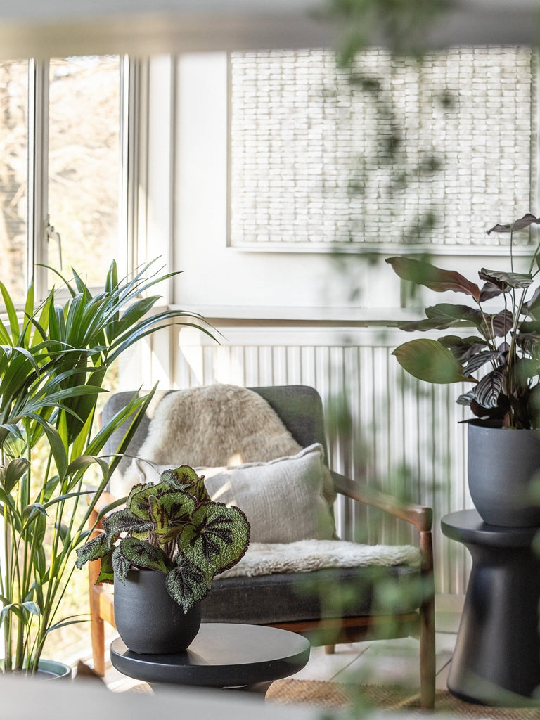 Best plants by room. Where to put which plants – Leaf Envy