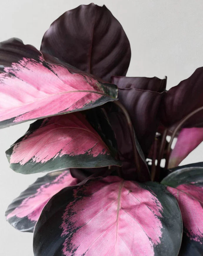 Calathea Crimson Care Guide