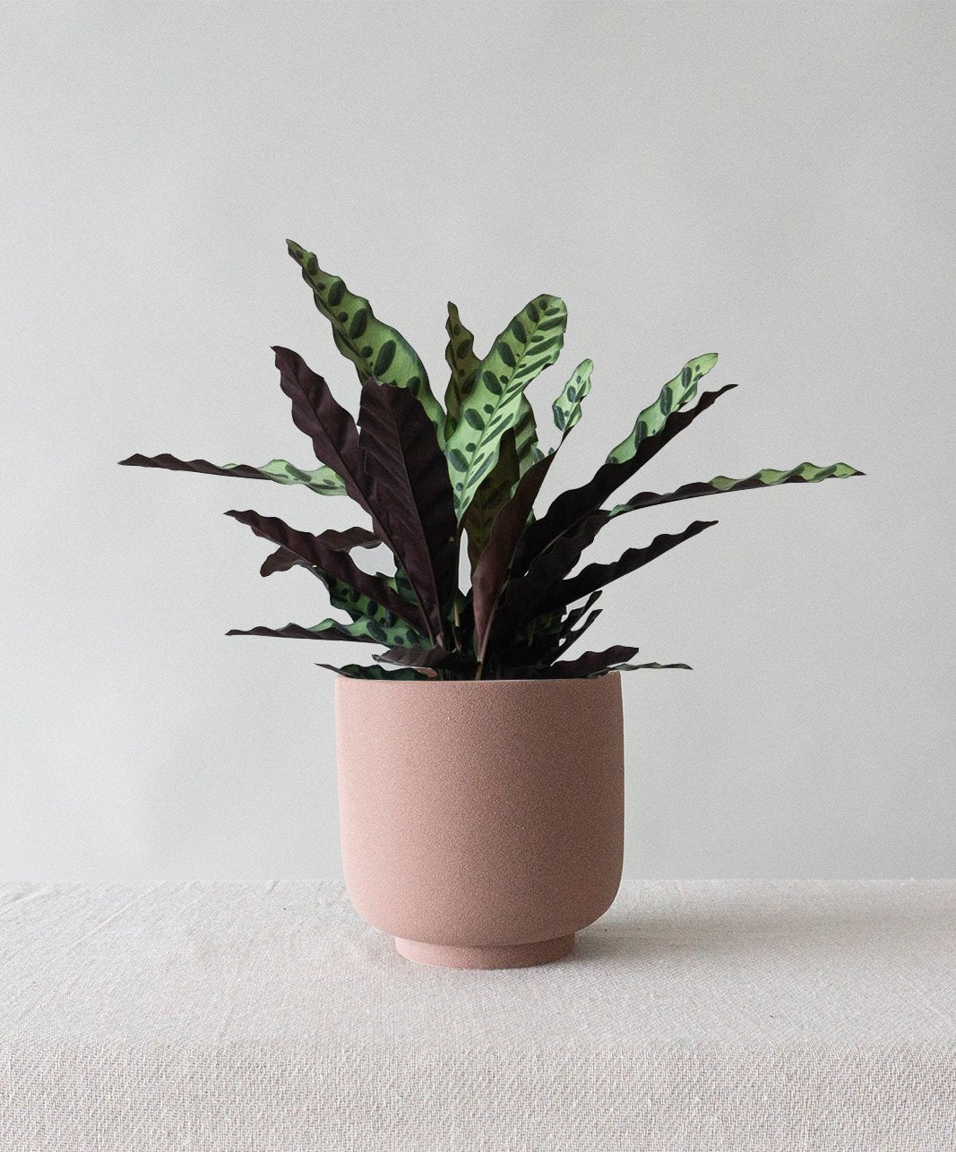 Calathea Rattlesnake - Leaf Envy