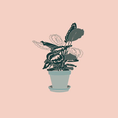 How to keep your house plants happy as the weather changes