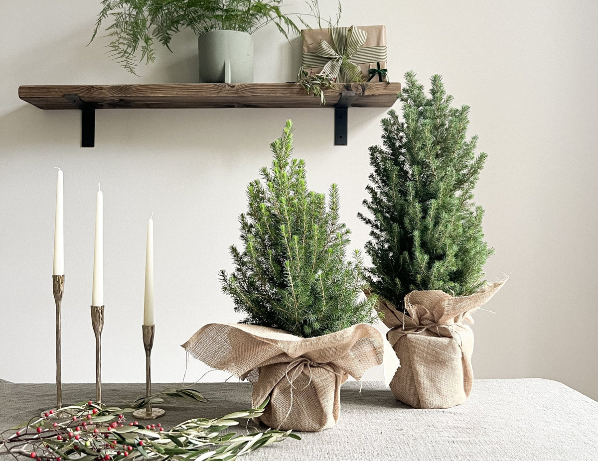 How to recycle your Christmas Tree – Leaf Envy