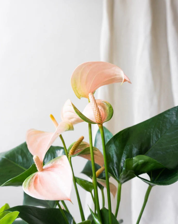 Peach Flamingo Flower Care Guide