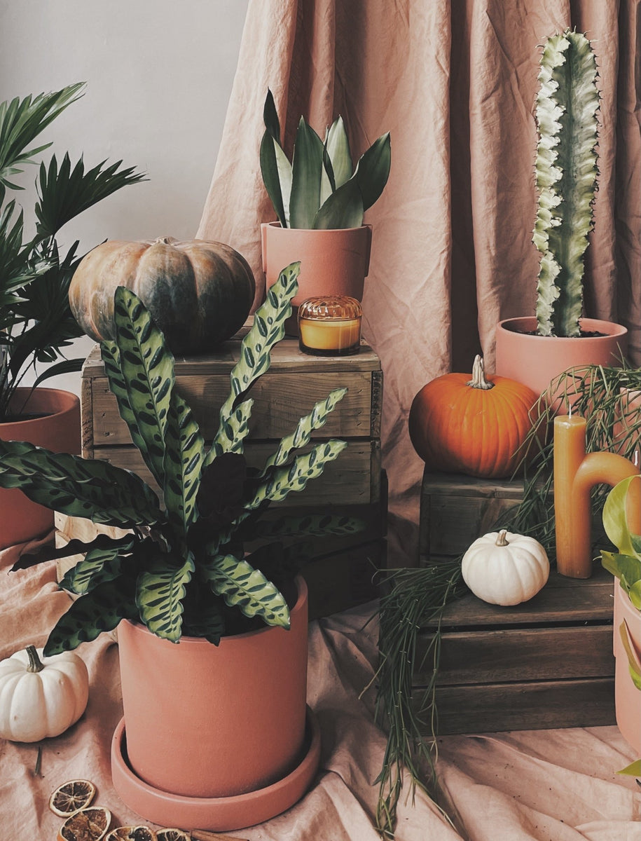 Six Spooky Halloween House Plants – Leaf Envy