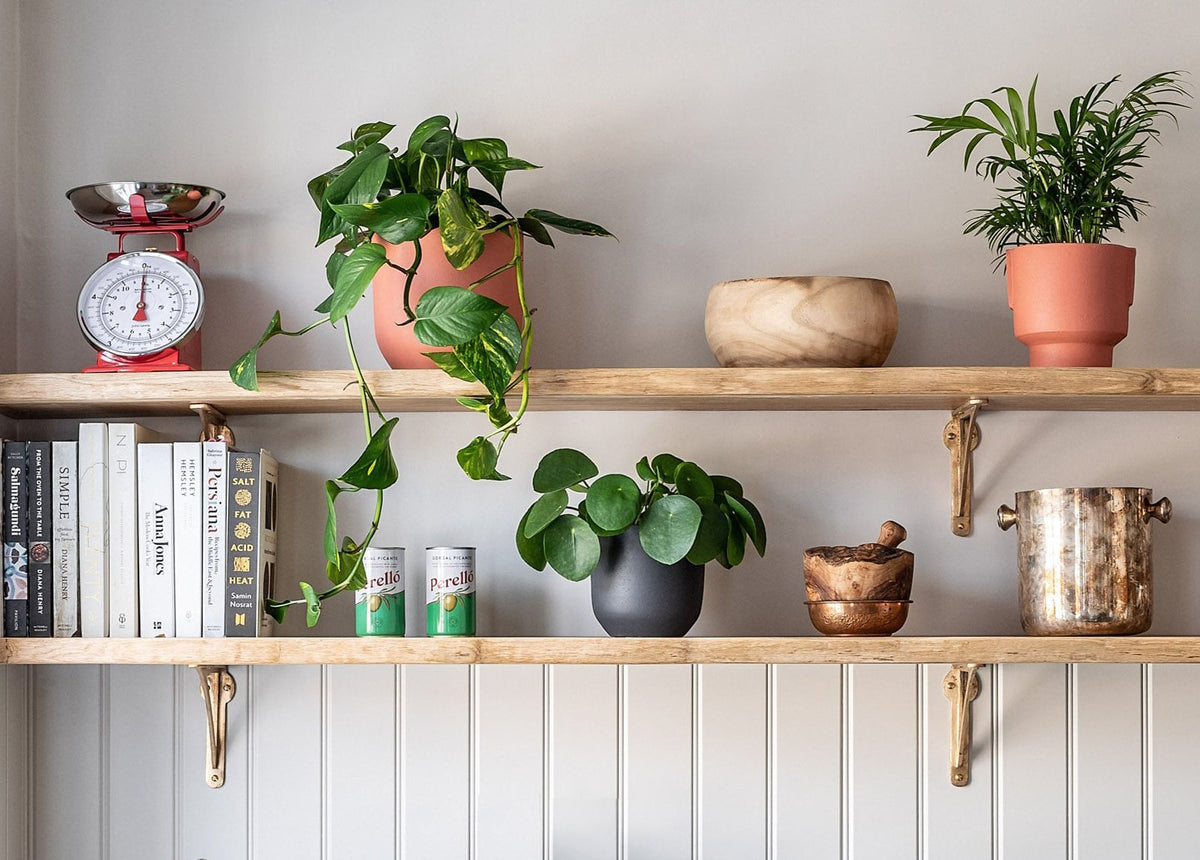 Top 10 easy care house plants – Leaf Envy