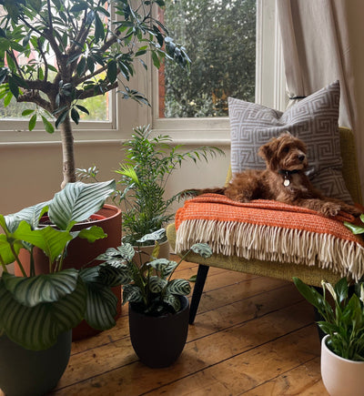 Top Tips to Keep Your Dog Away from Your Houseplants