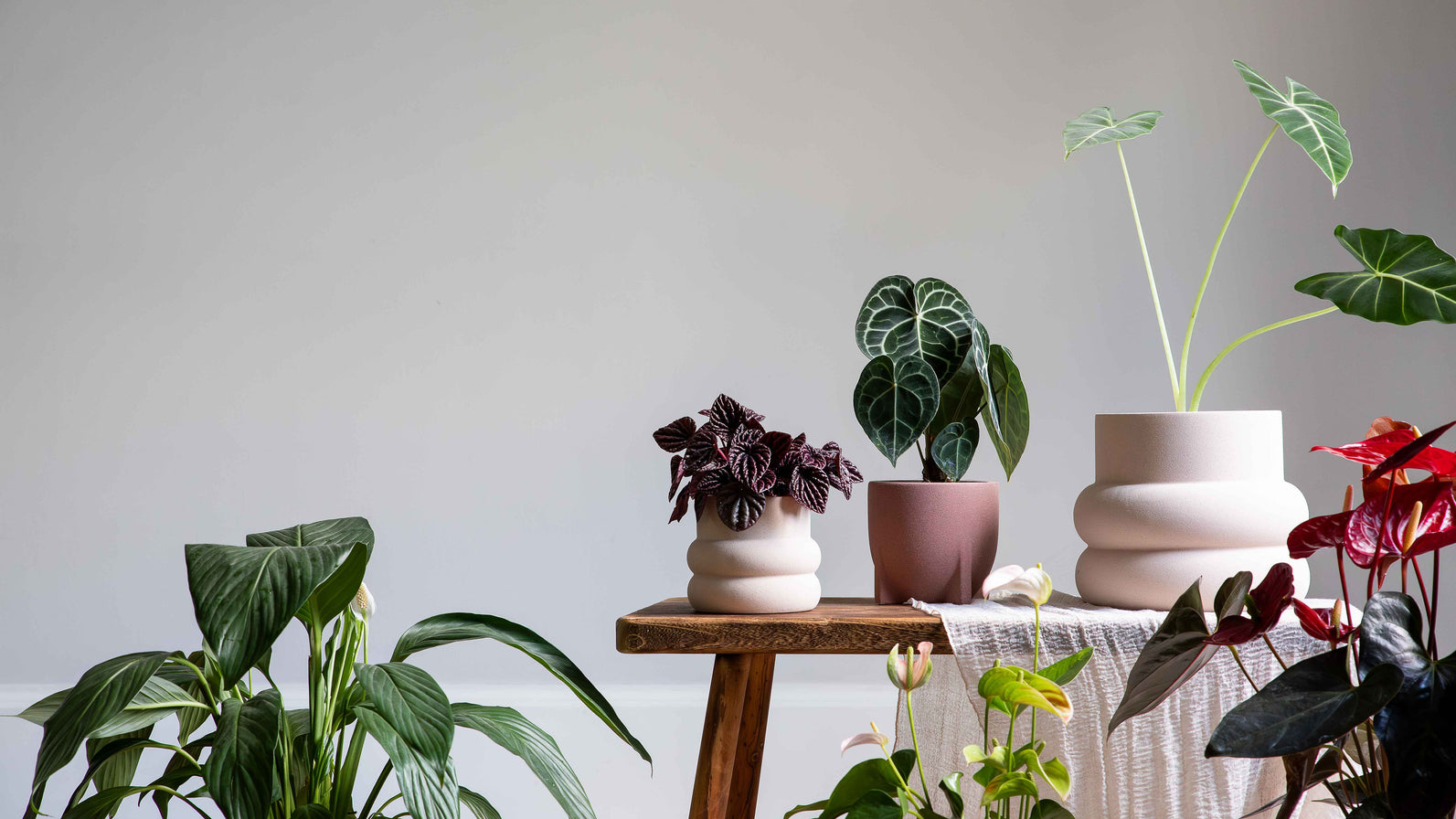 Leaf Envy | Buy Plants Online | Houseplant Delivery & Plant Care