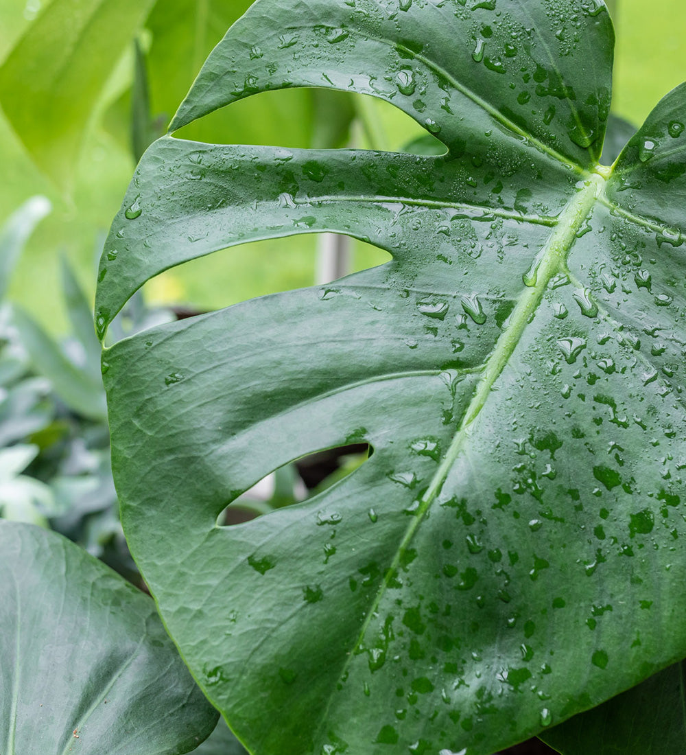 Monstera Deliciosa