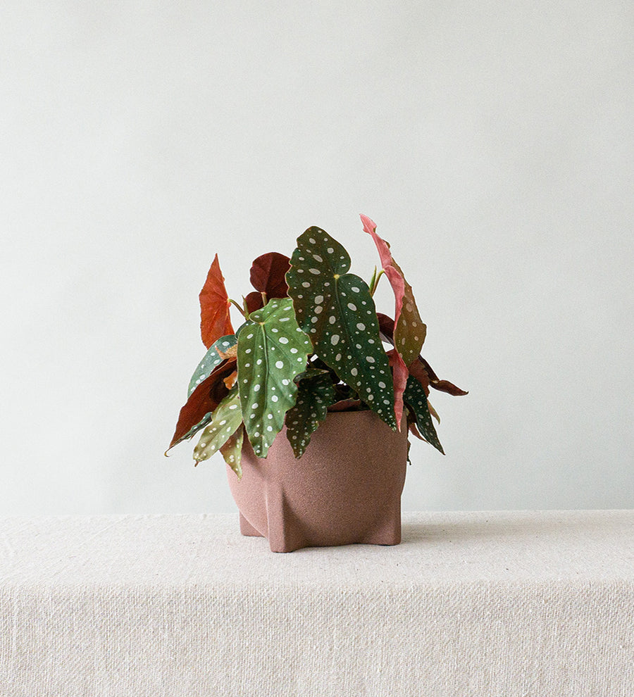 Polka Dot Begonia & Windsor Rust