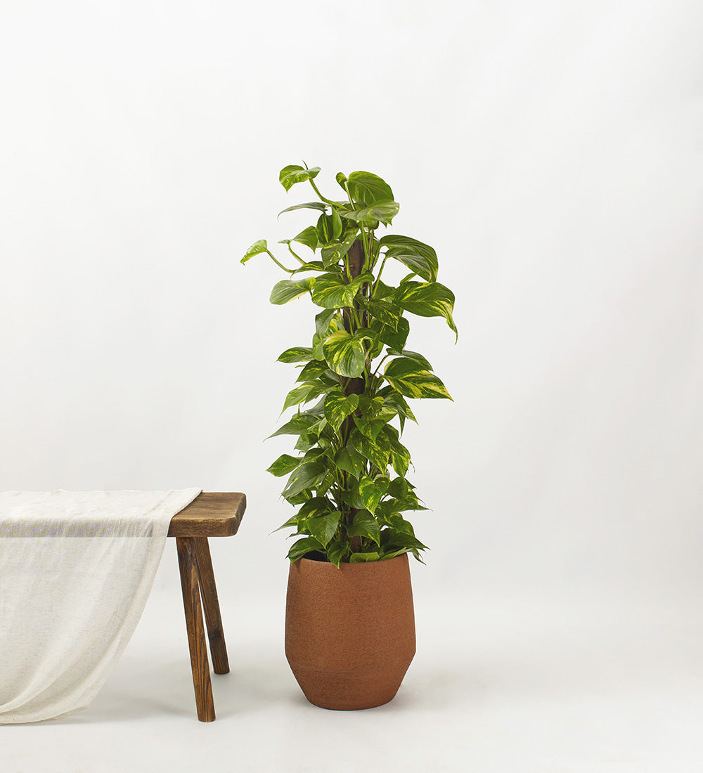 Golden Pothos Large