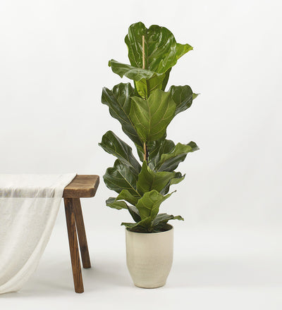 Fiddle Leaf Fig