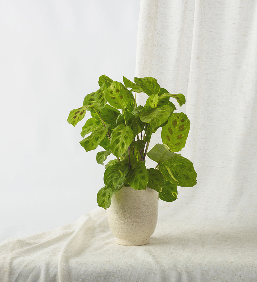 Prayer Plant & Pot