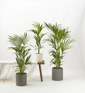 Kentia Palm