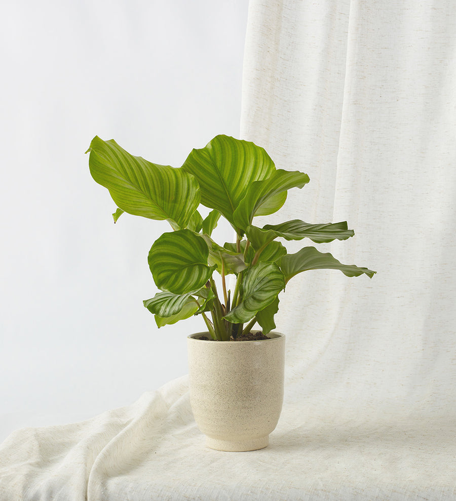 Calathea Orbifolia & Pot