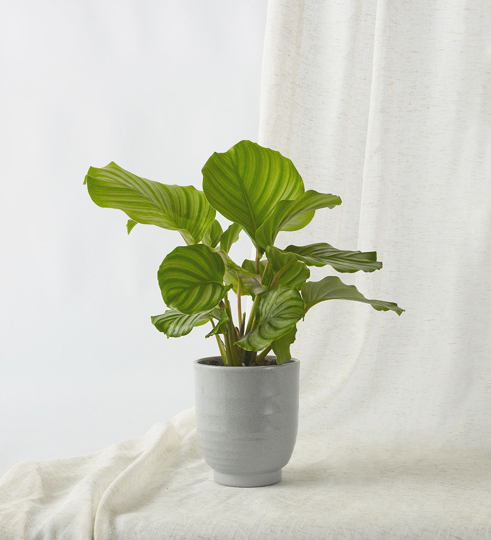 Calathea Orbifolia & Pot