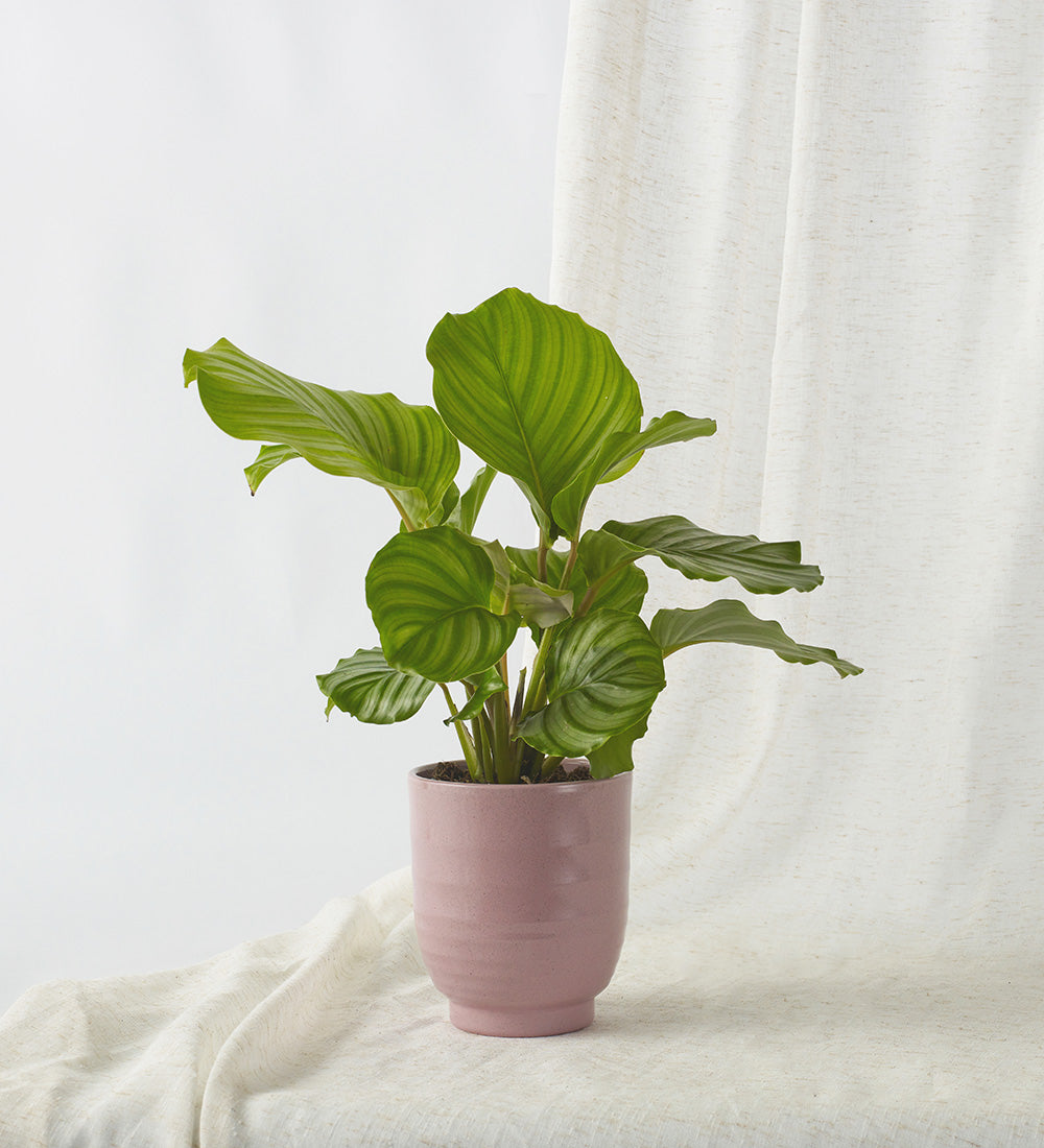 Calathea Orbifolia & Pot