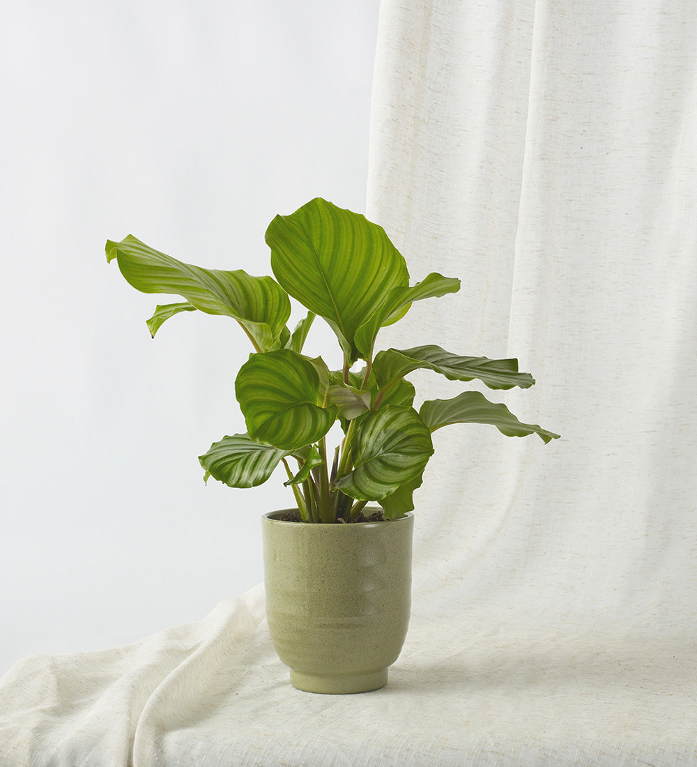 Calathea Orbifolia & Pot