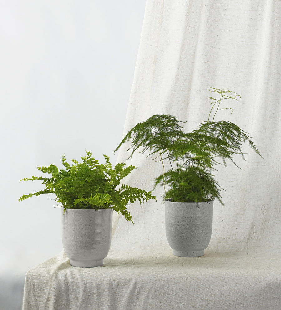 Fern Pair