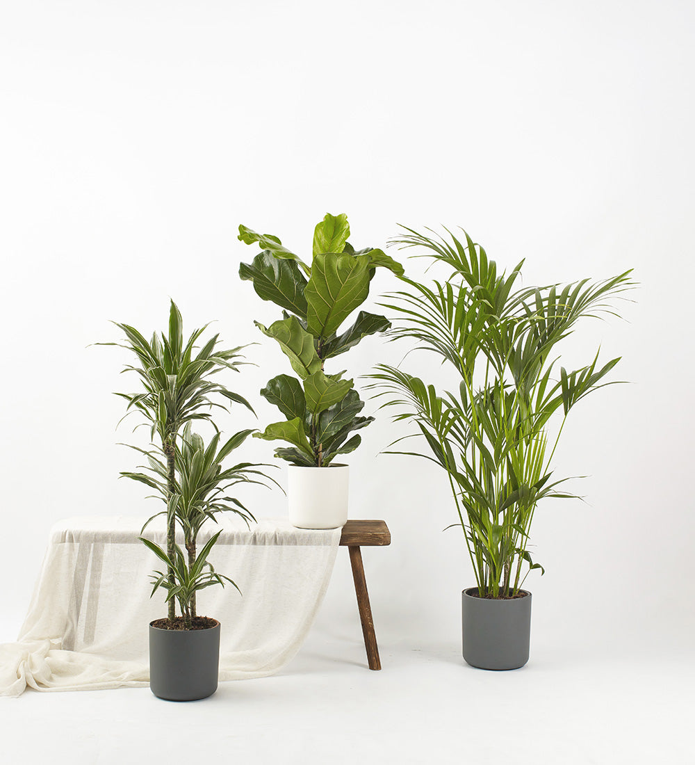 Tall Plant Bundle