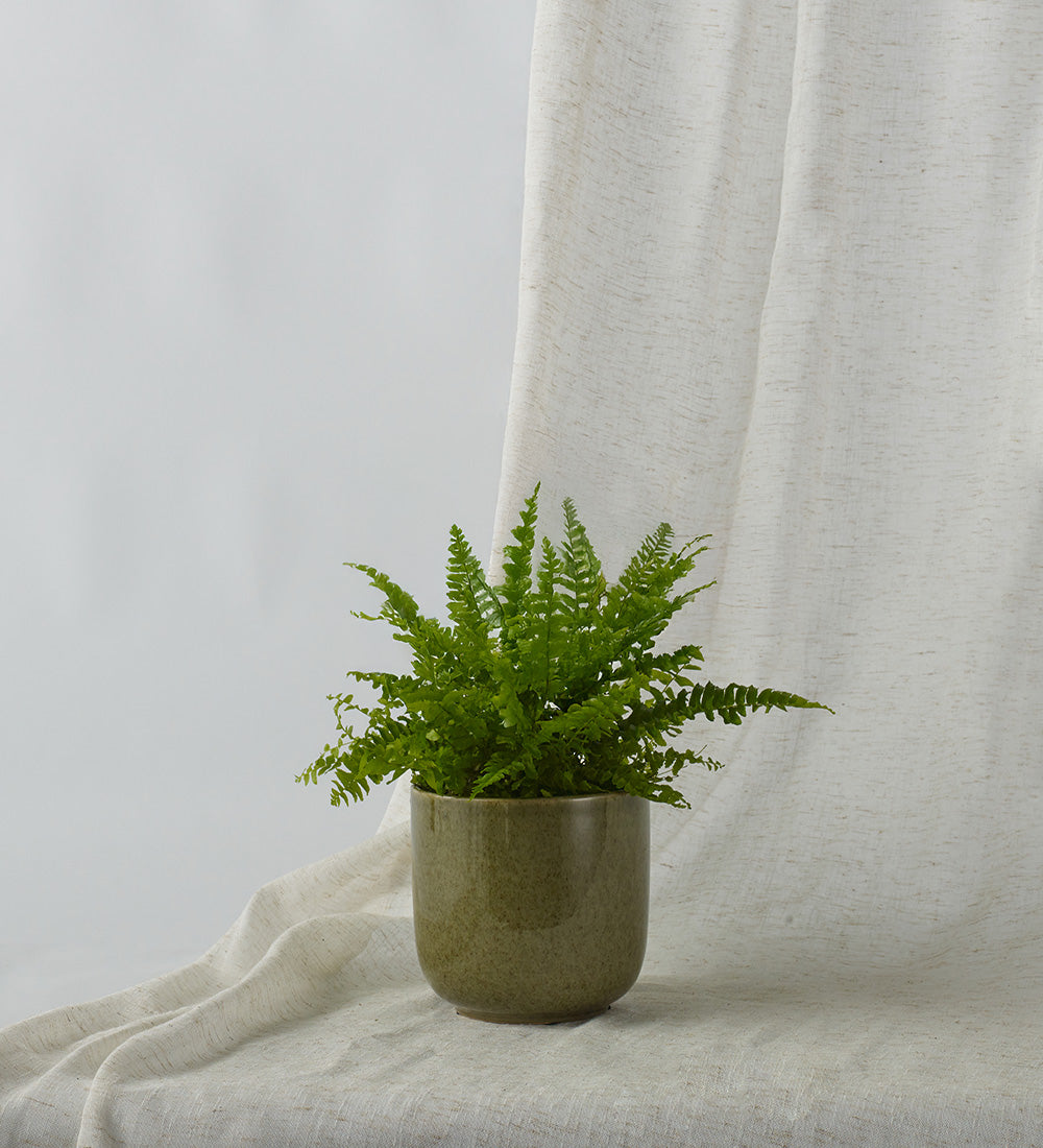 Boston Fern