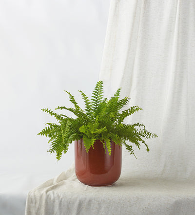 Boston Fern