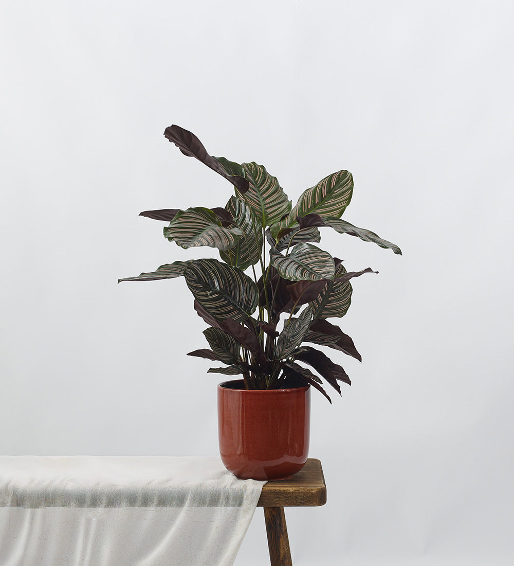 Calathea Pinstripe