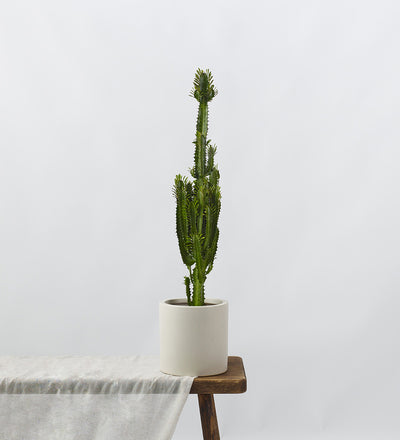 Euphorbia Trigona