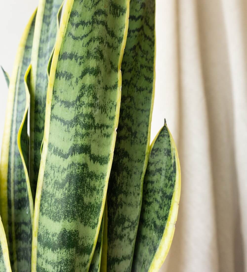 Snake Plant