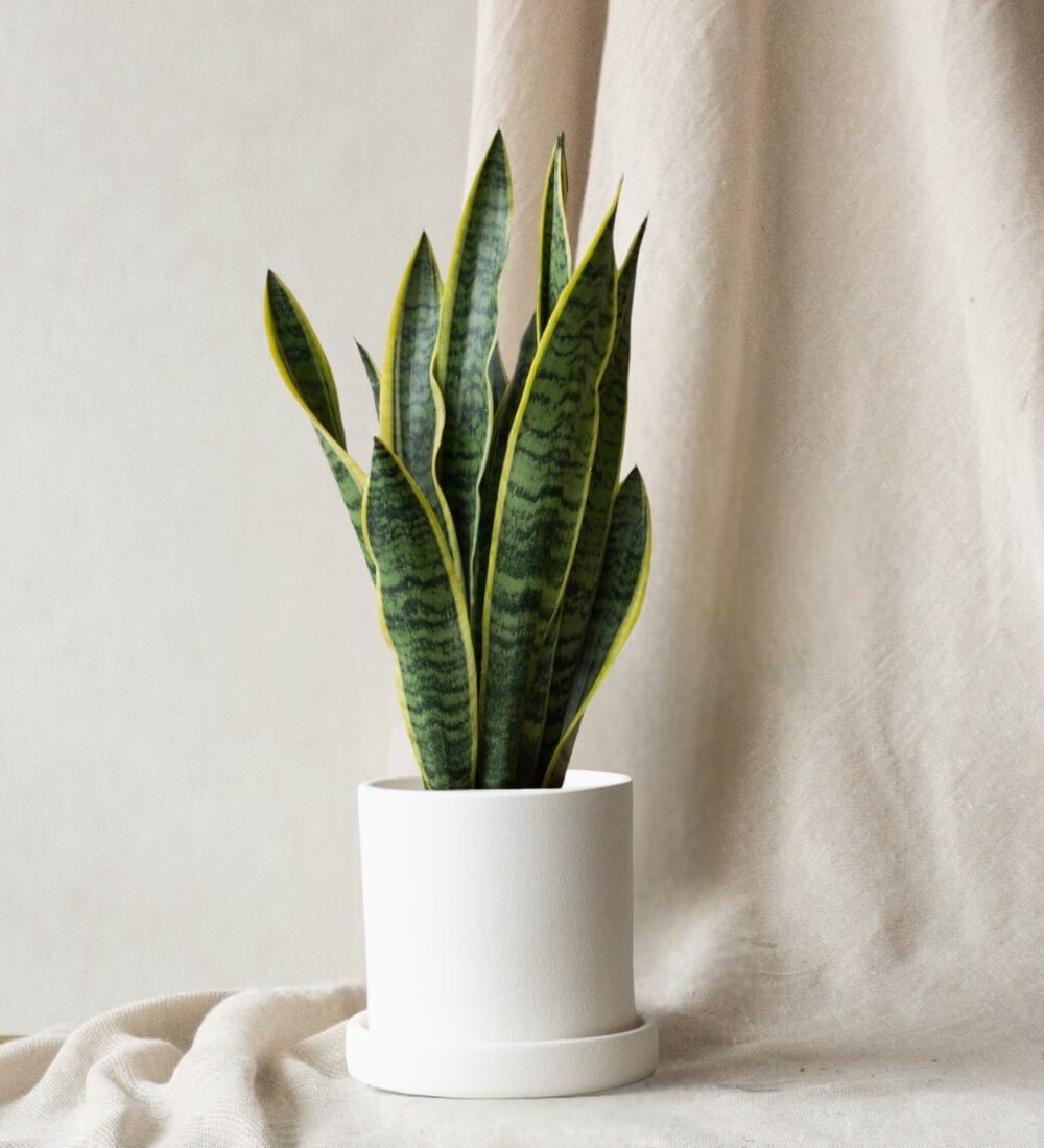 Snake Plant