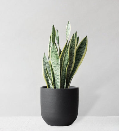 Snake Plant