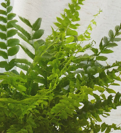 Boston Fern