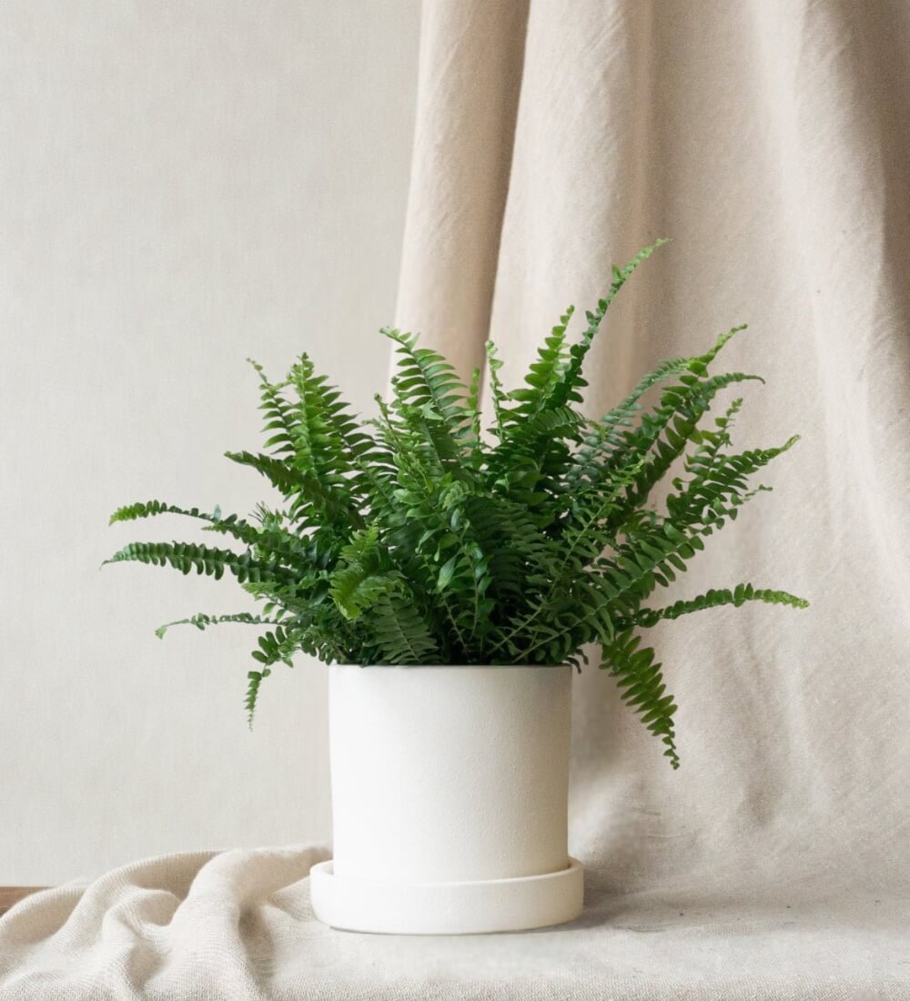 Boston Fern