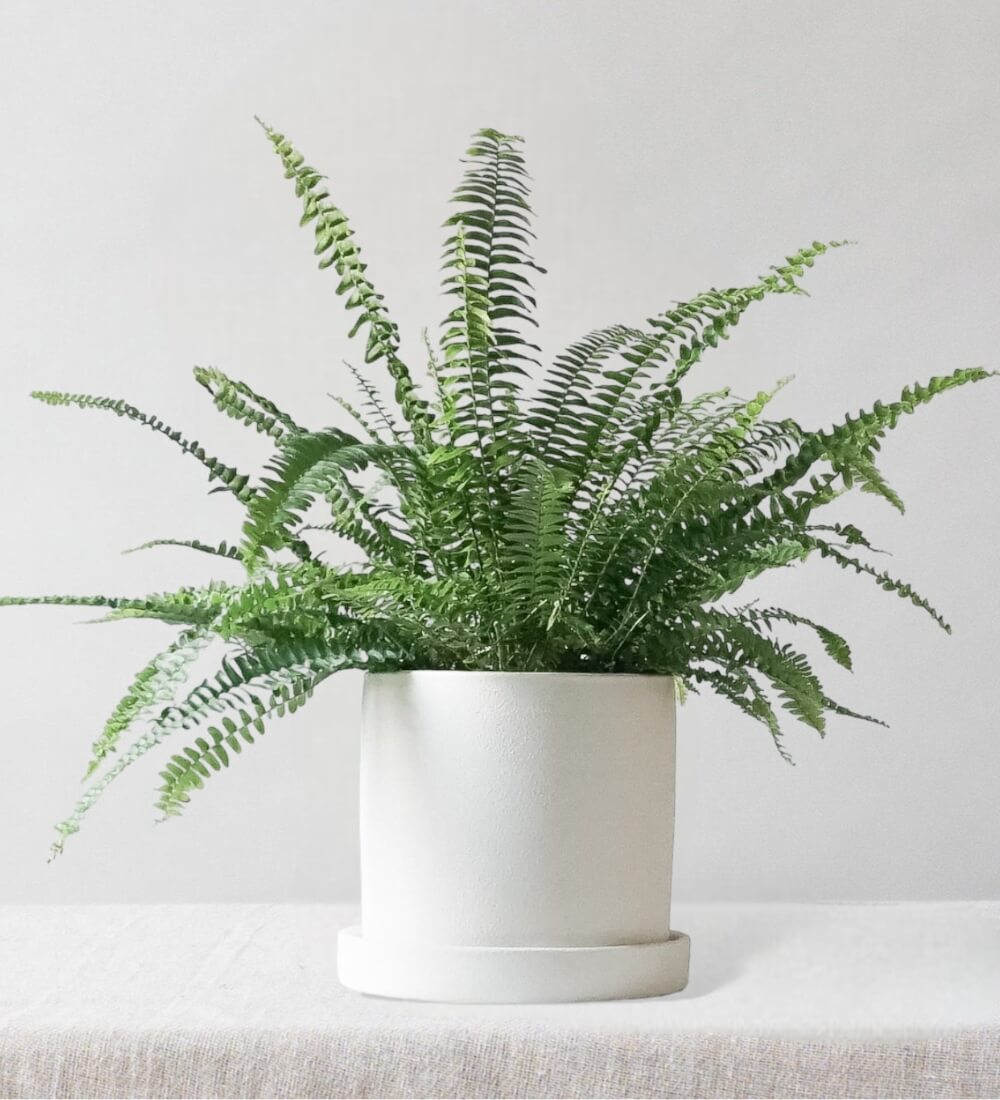 Boston Fern