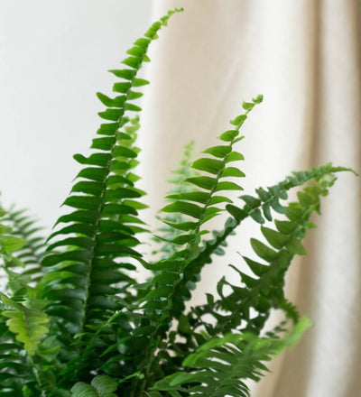 Boston Fern