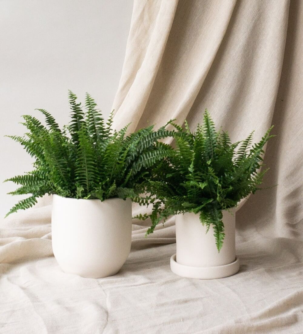 Boston Fern