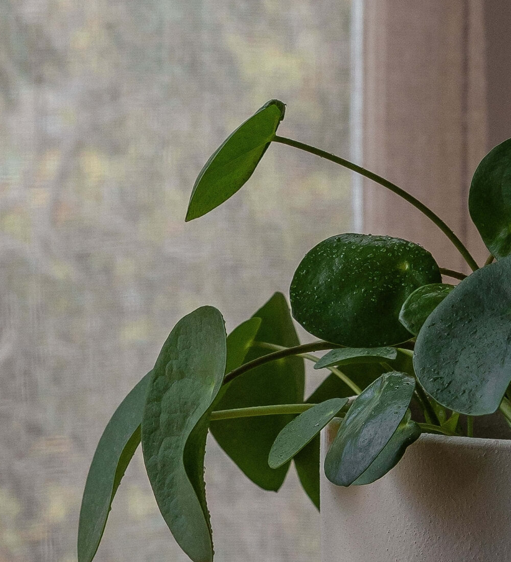 Chinese Money Plant