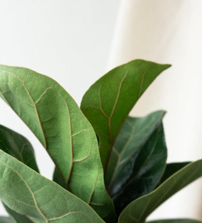 Fiddle Leaf Fig