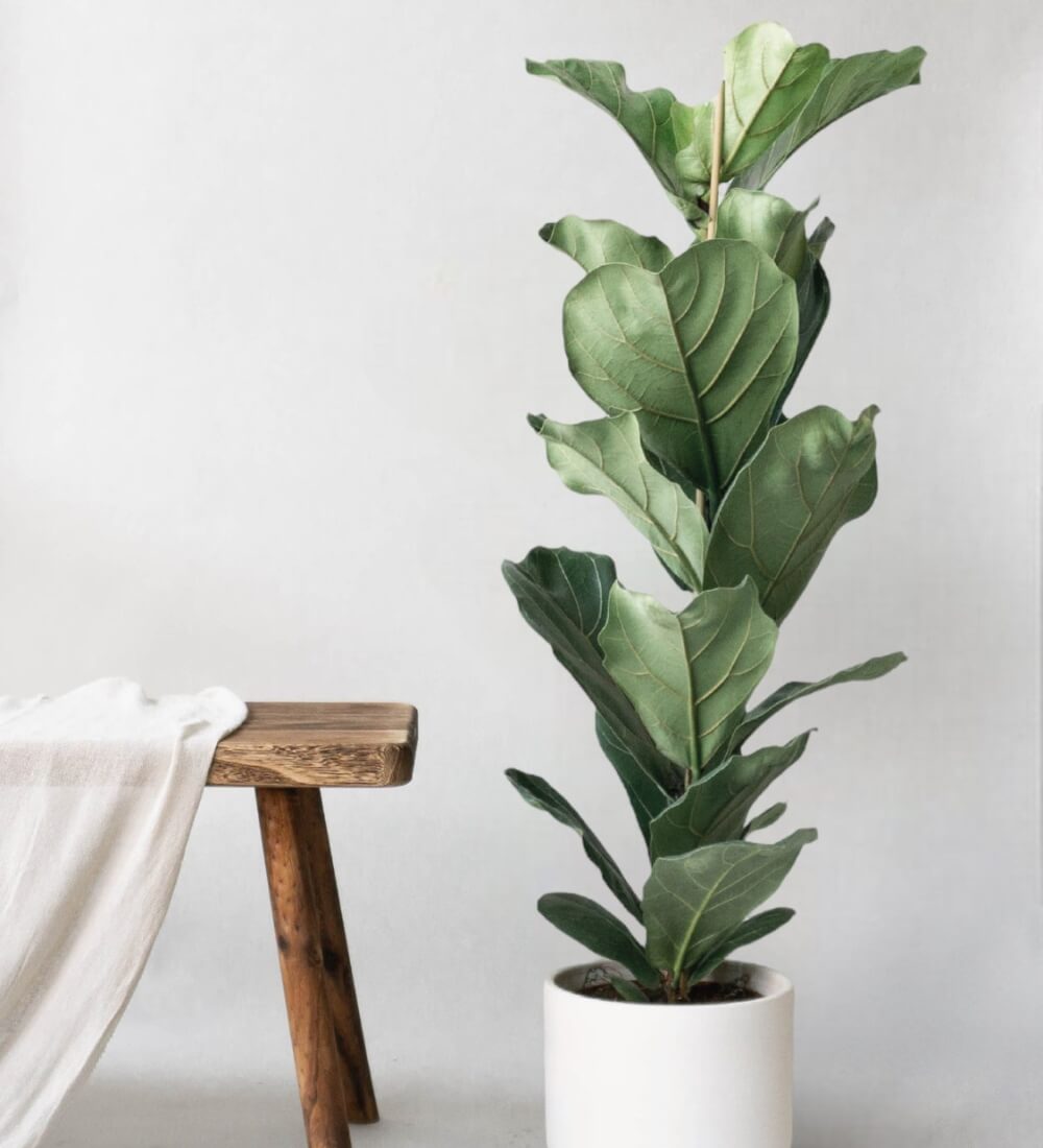 Fiddle Leaf Fig