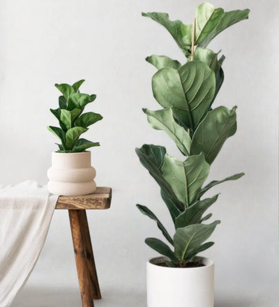 Fiddle Leaf Fig