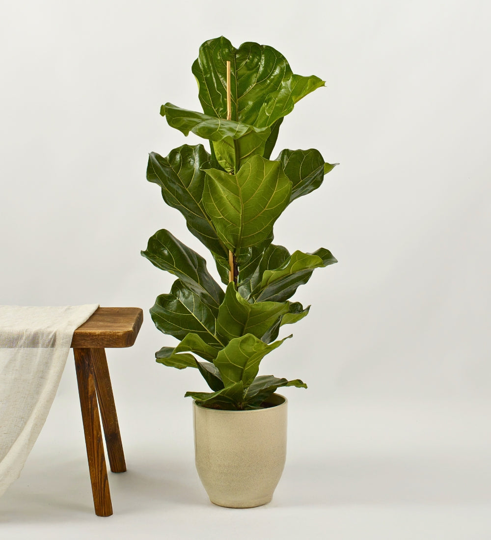 Fiddle Leaf Fig