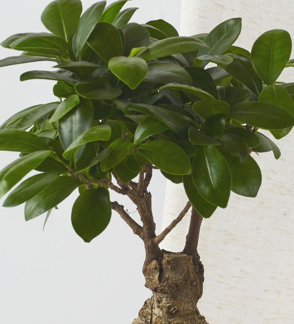 Bonsai Ficus Ginseng & Pot