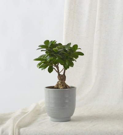 Bonsai Ficus Ginseng & Pot