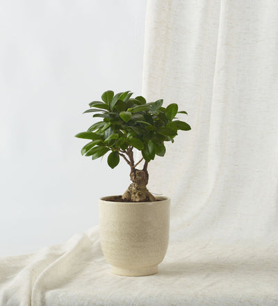 Bonsai Ficus Ginseng & Pot